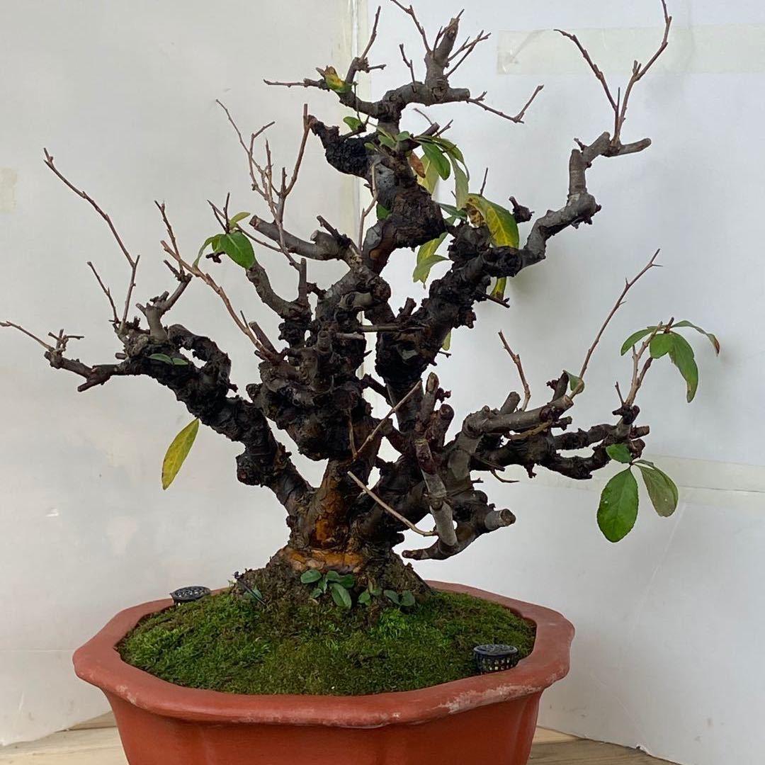 花仙阁.
