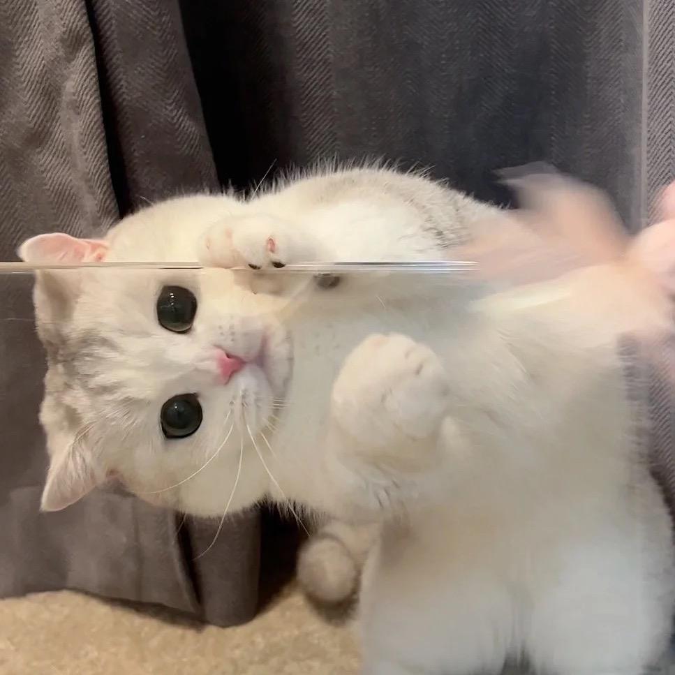 蒋菁煜 Caro