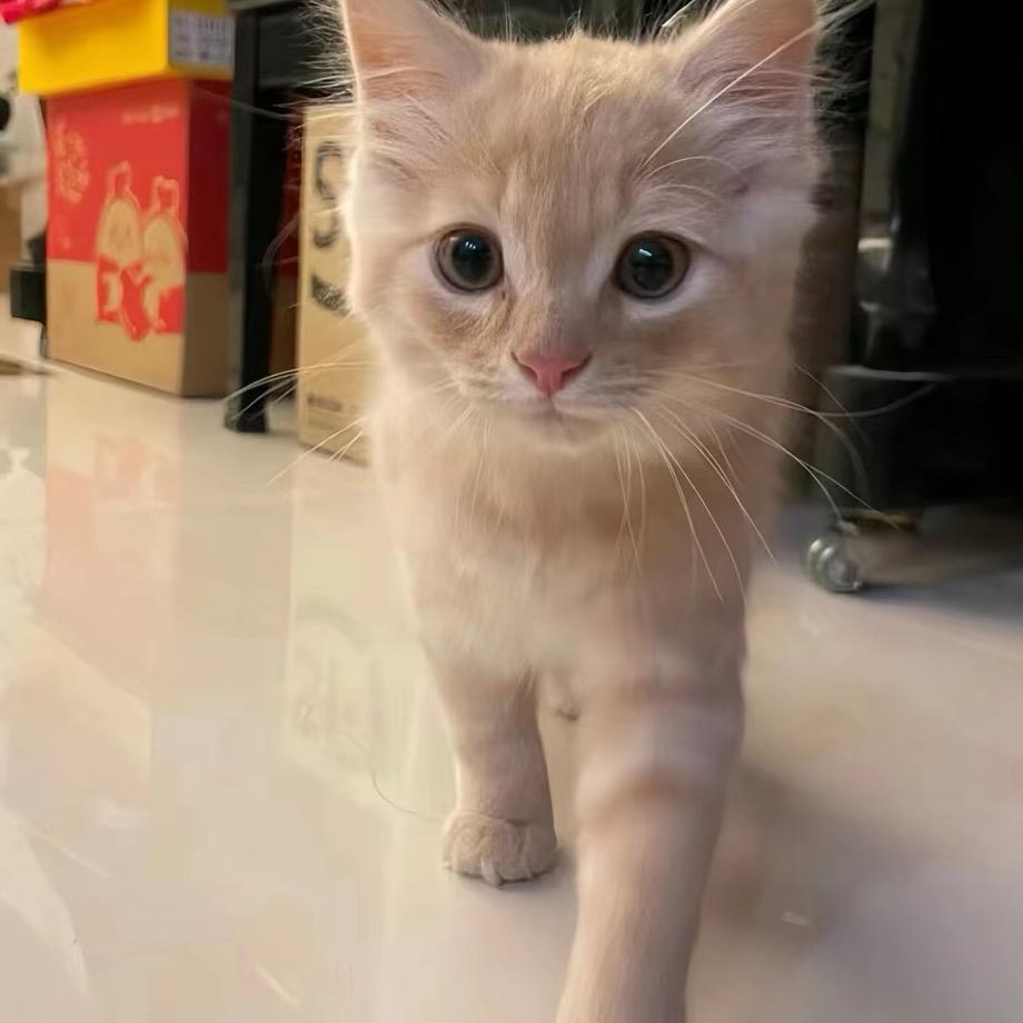 想吃辣鸡粉