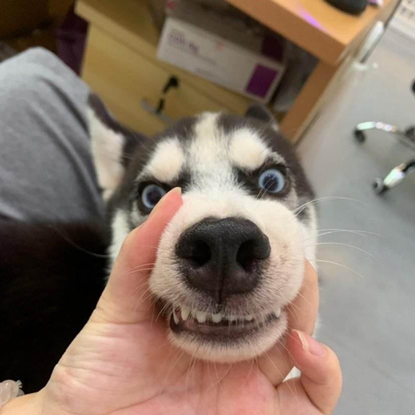 我一勺三花淡奶