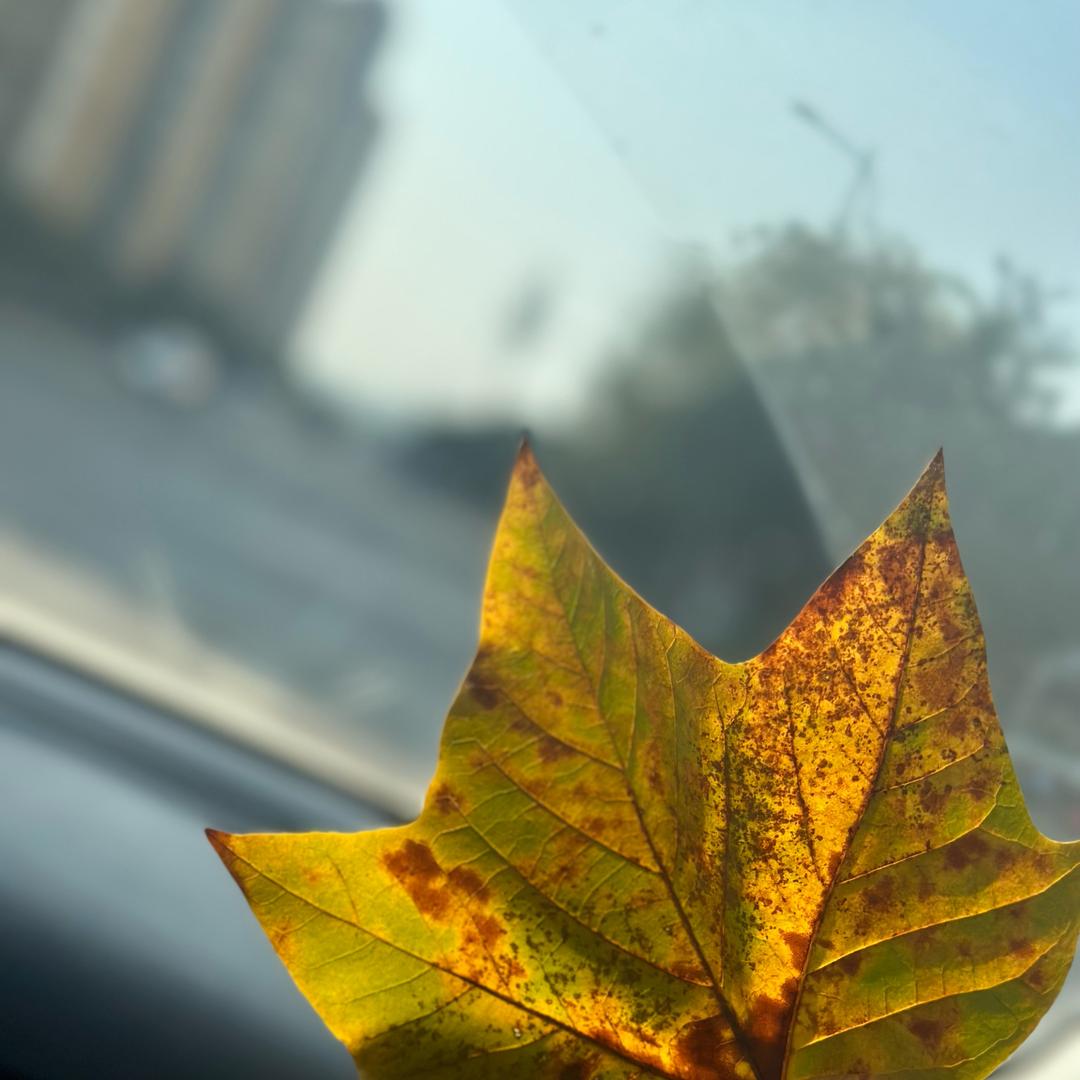 @重生之我在仙桃卖花