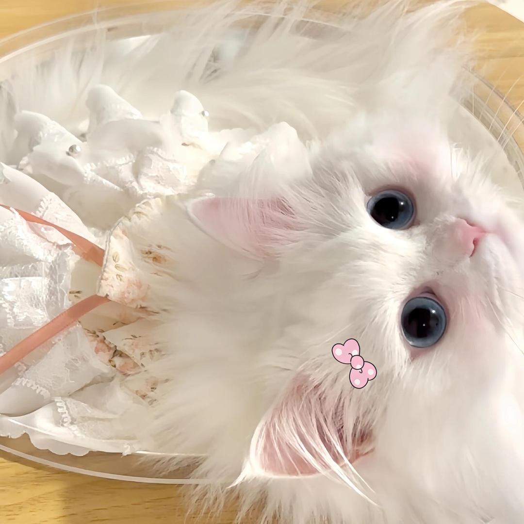 纯爱小猫🐾