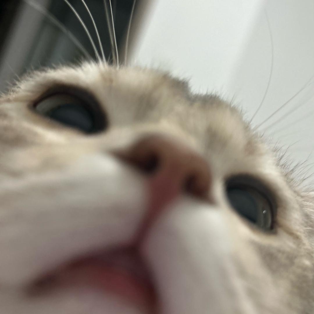 妮寇挣钱买猫粮