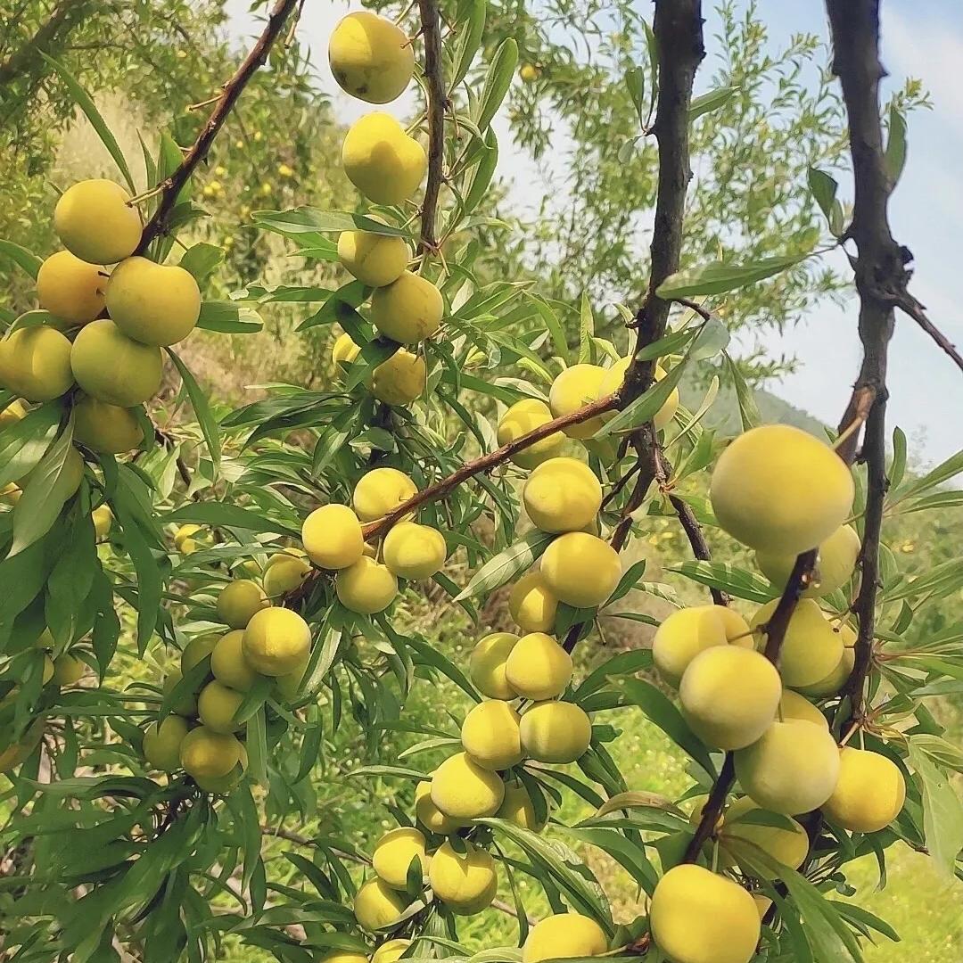 舜王峪四顺李园