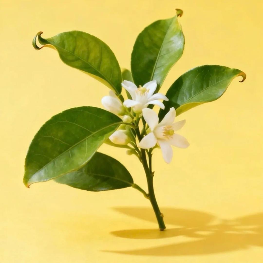 💫  છ 晚棠 ઉ