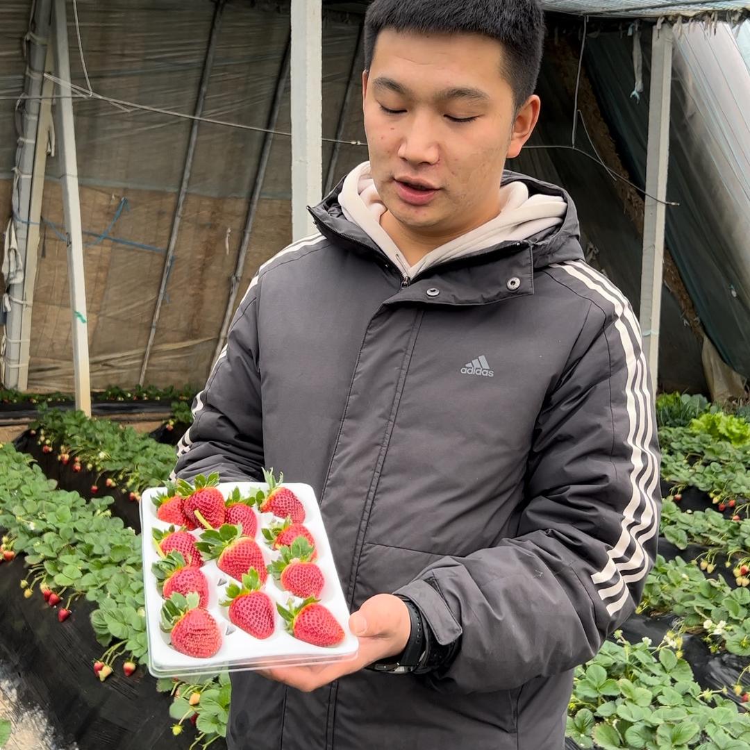 龙鑫草莓扩繁草莓