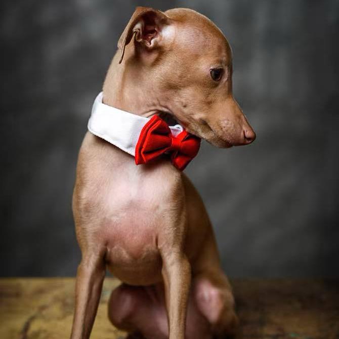 Gent意大利小灵缇（梦娇）