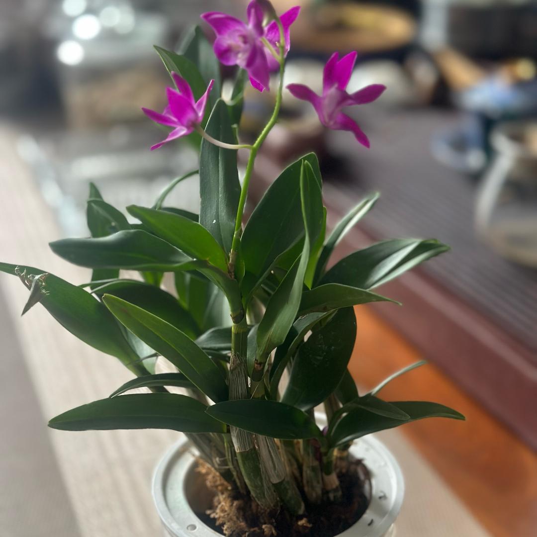 晓晓🍒（拒绝闲聊）