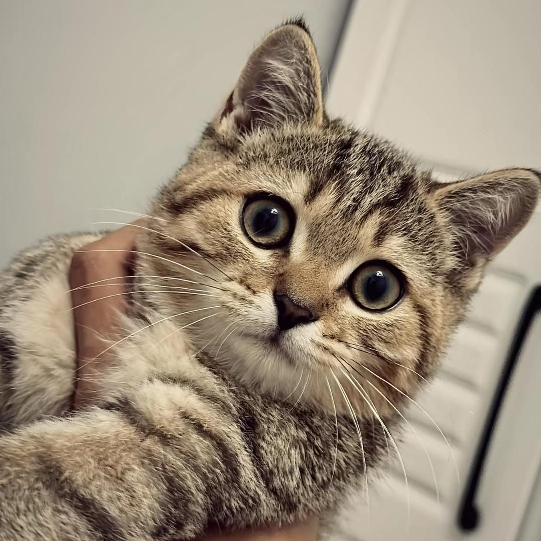 两只小猪