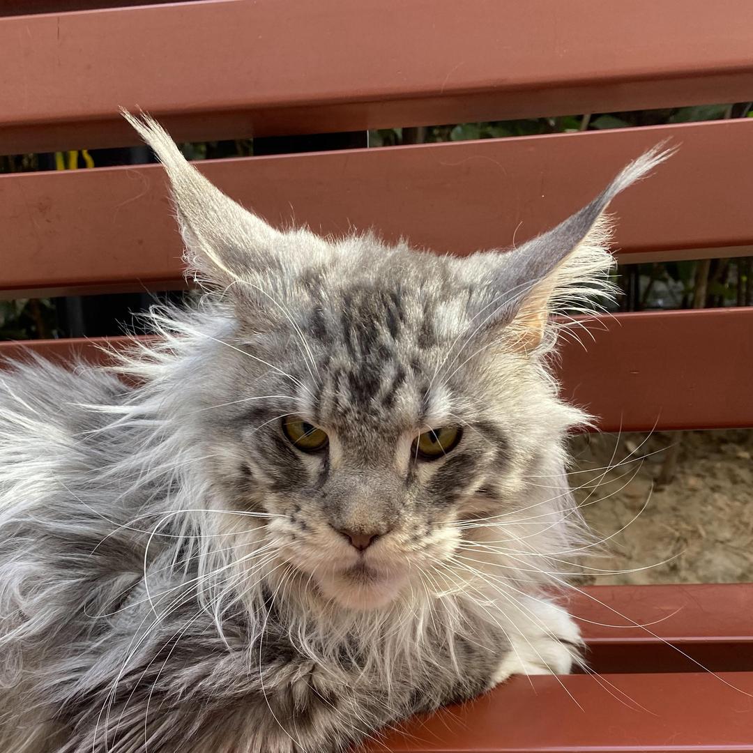 喵大大的缅因猫