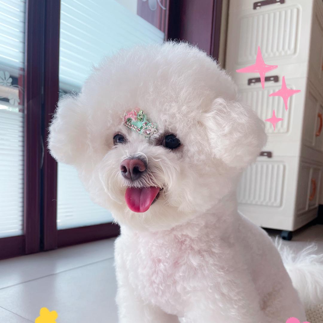 樱桃是只小比熊