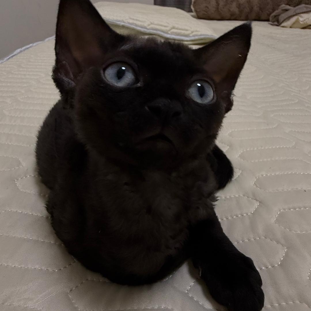 叙利亚卖炸弹💣