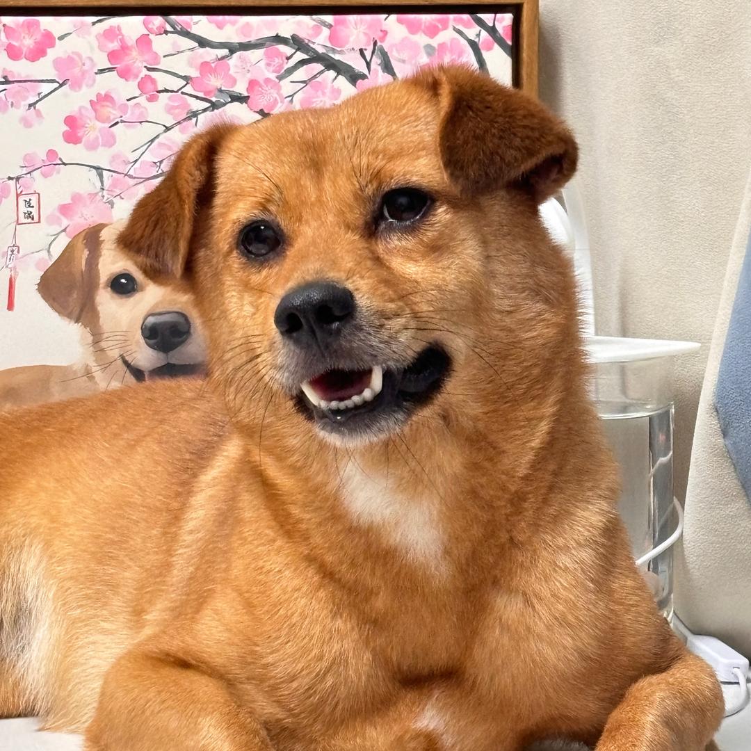 面条小不点