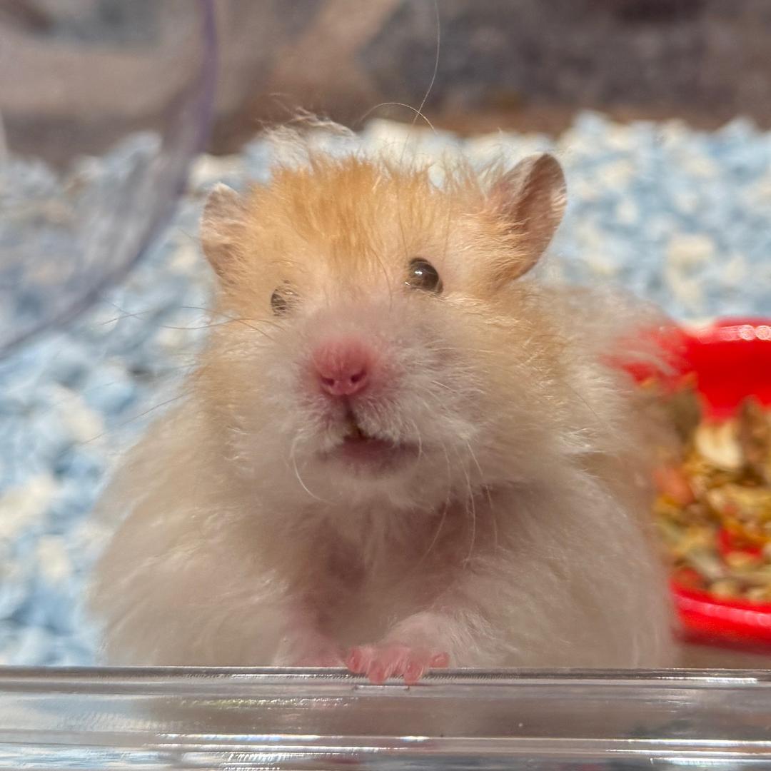 超级幸运有钱大美女