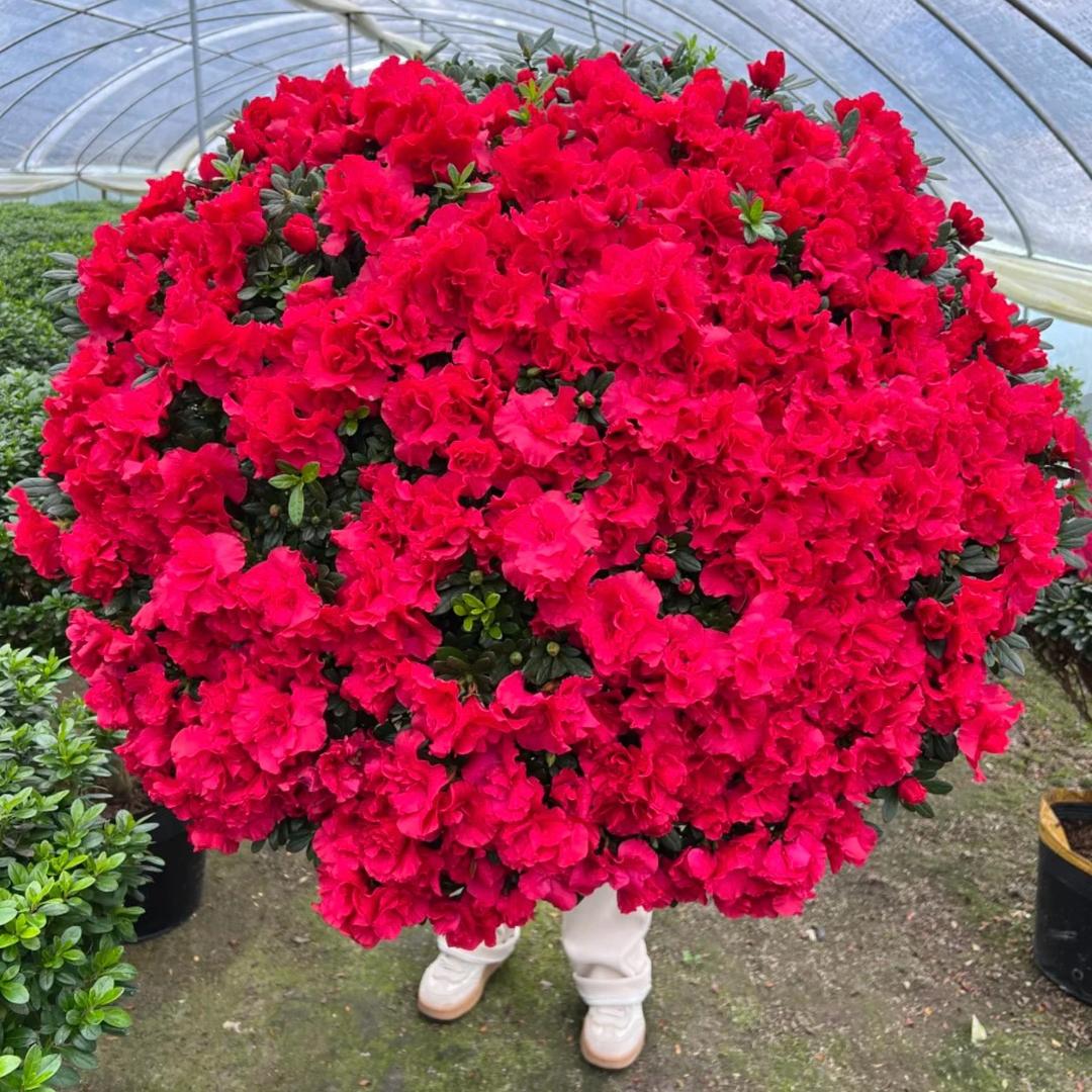 大月半家的杜鹃