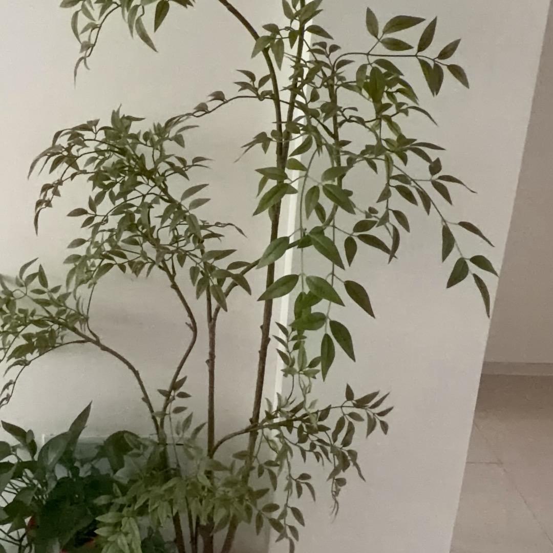 康源芡实