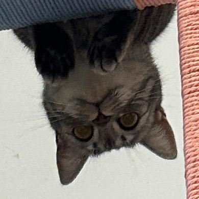 虎妞🐈😺😻😽