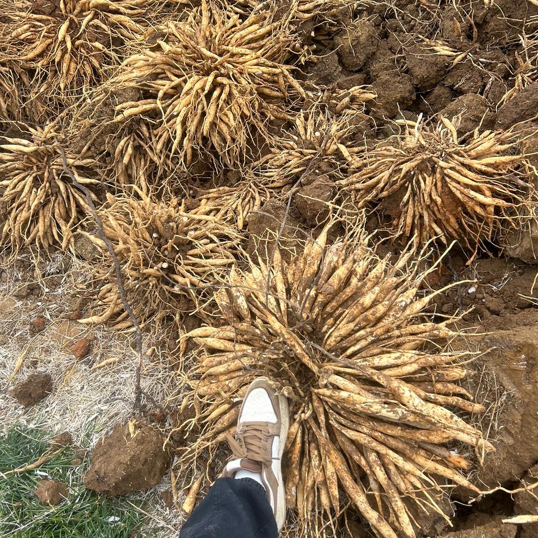 专业购销百部育苗种植基地