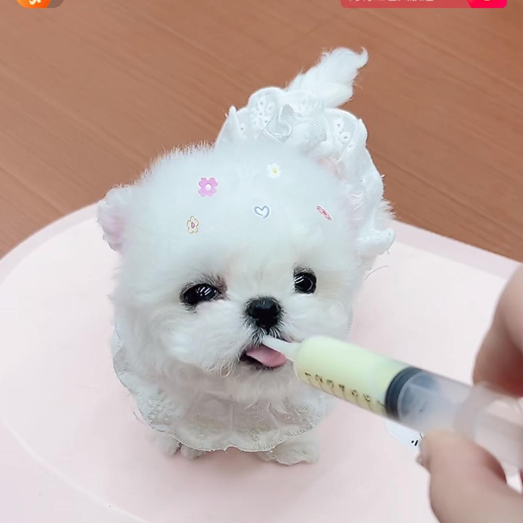 云南滇宠阁（小老伟）