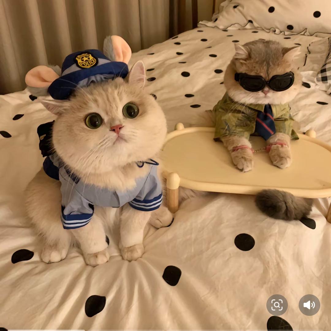 一只小小鸟666