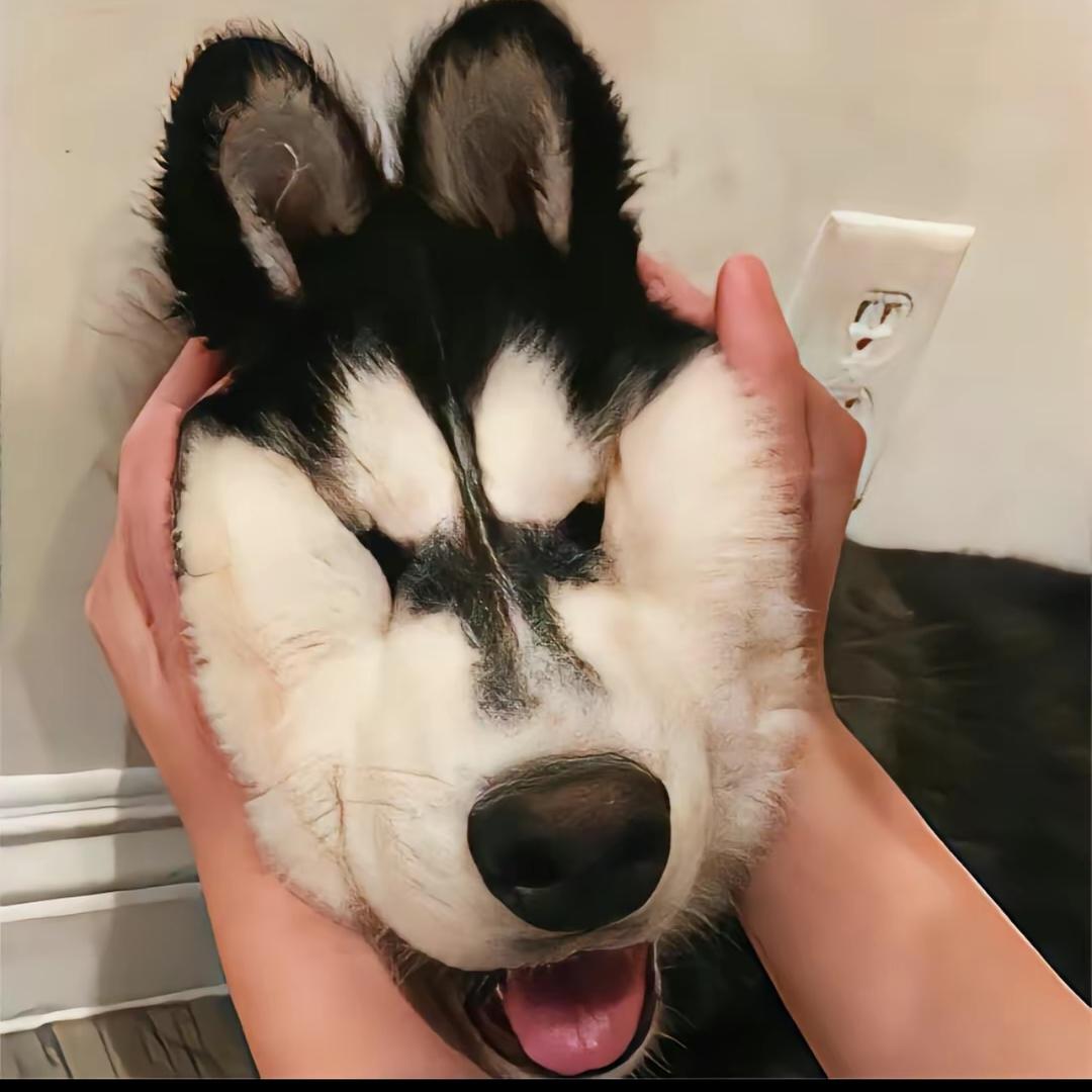 二狗带你走天下