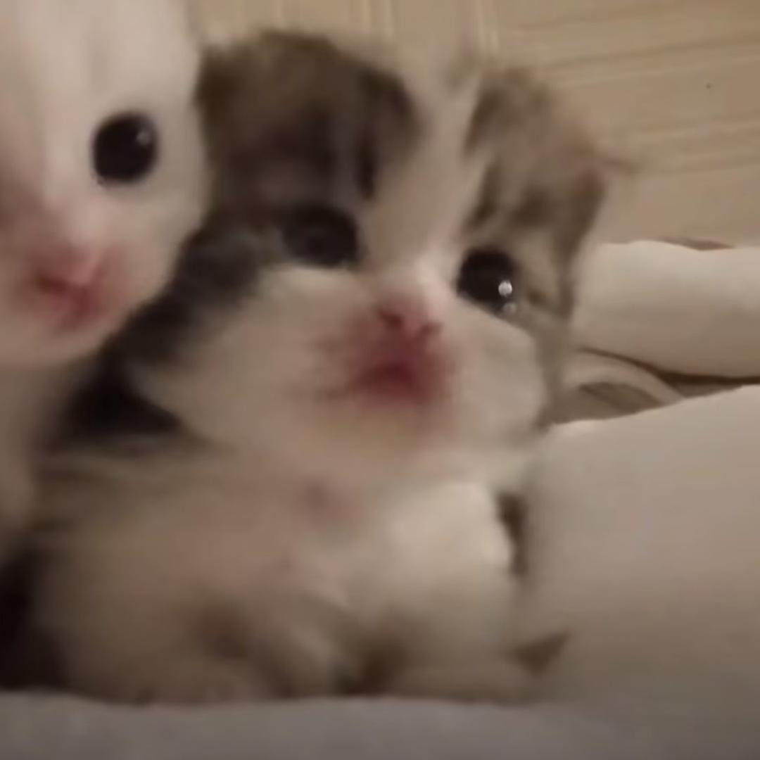 Wallace的麦辣鸡腿堡