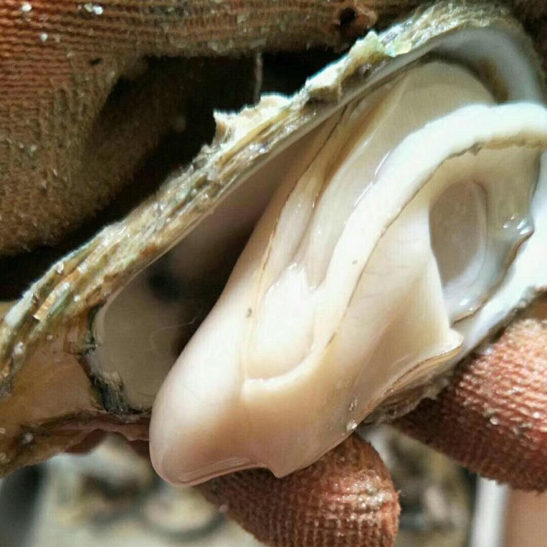 湛江土蚝