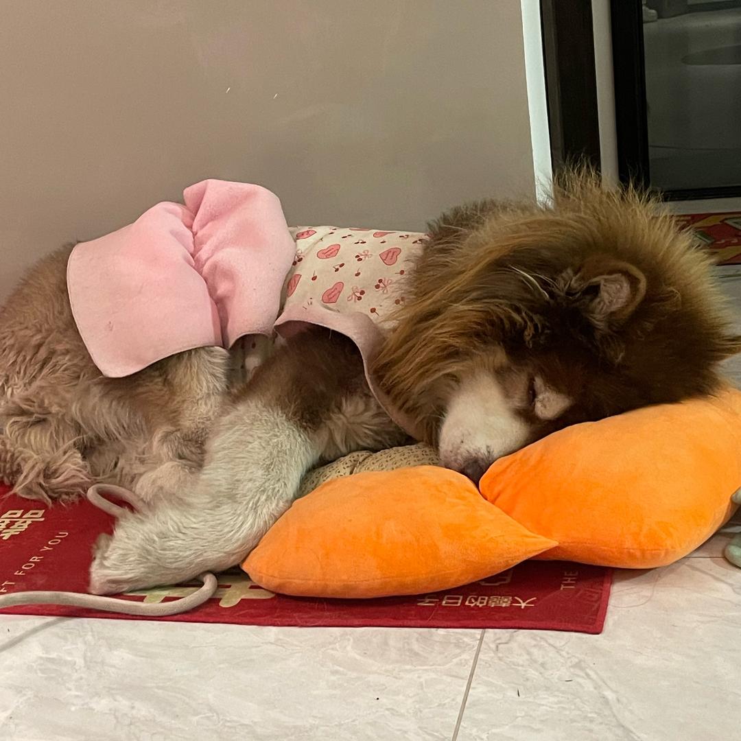 三狼的美好生活