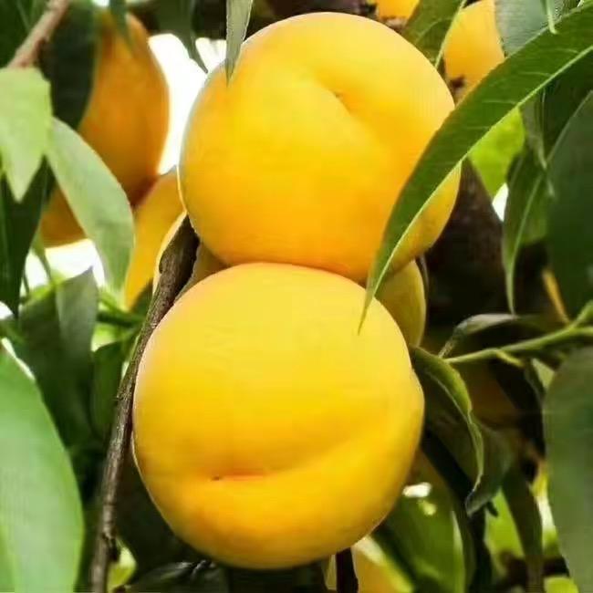 蒙阴蜜桃生鲜