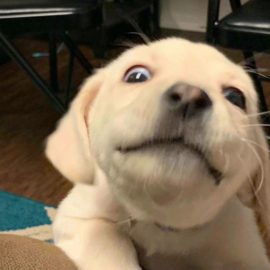 爸巴