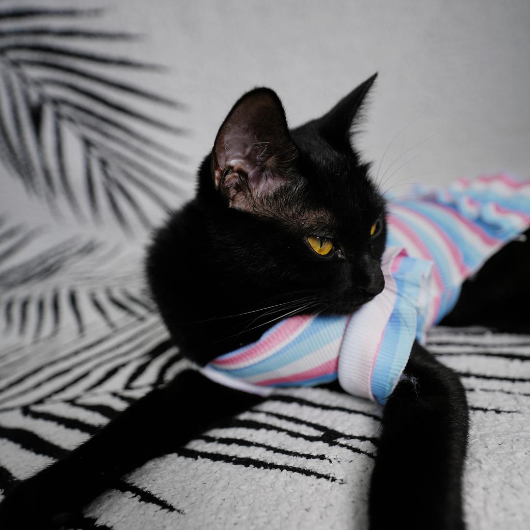 粘人喵满满🐈⬛(实用版)