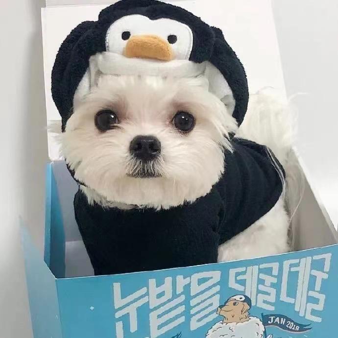 跑婚车的小燕（鼎胜）