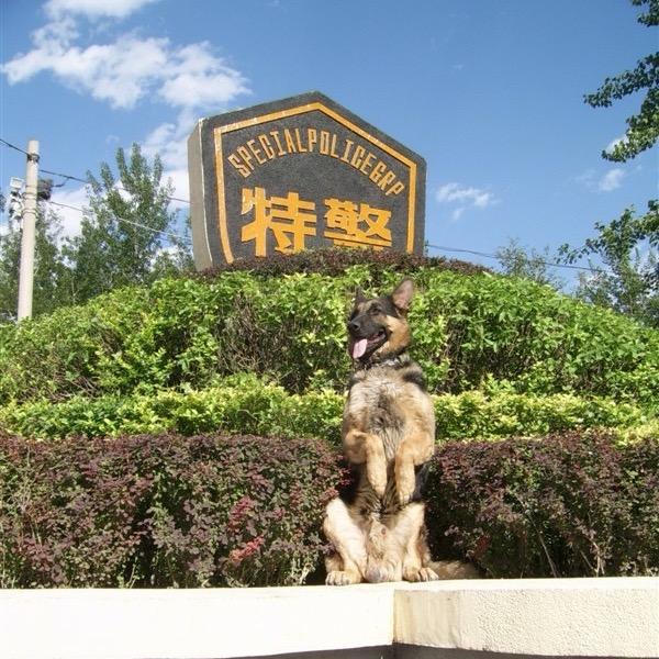 懒人养好狗（咨询进群发照片）