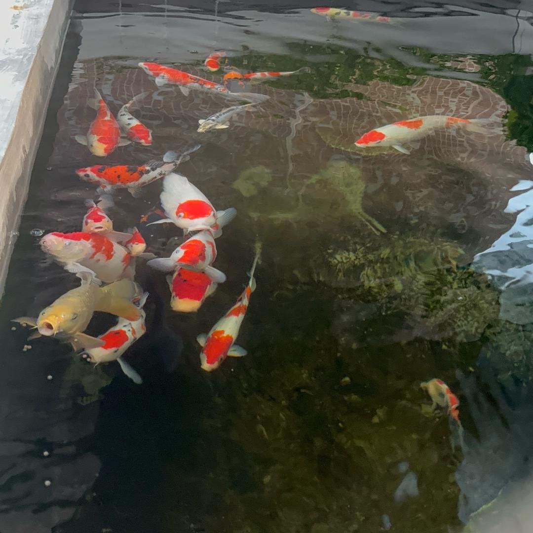 锦鲤爱好者（常空军）