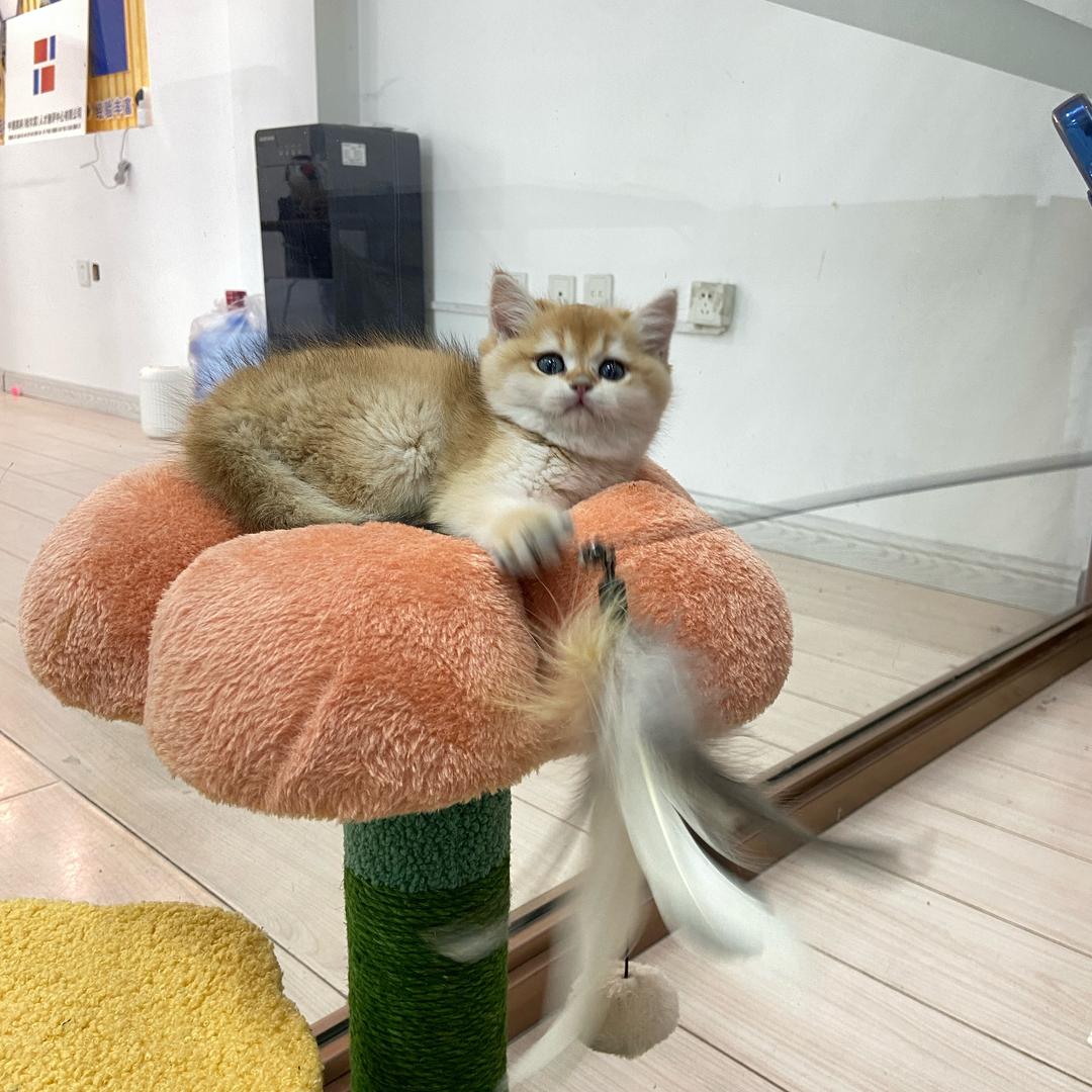 猫猫虫可爱嘛