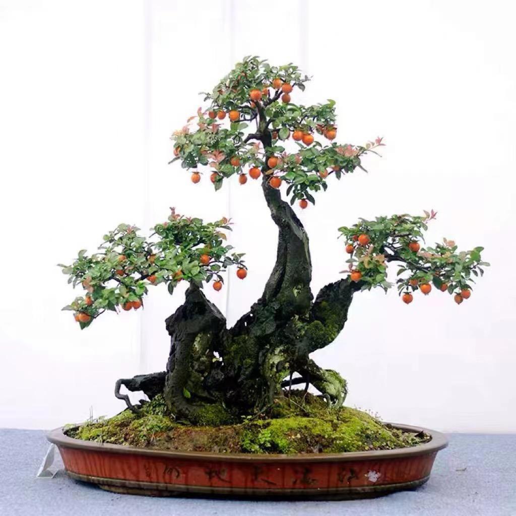 龙乡金弹子盆景园