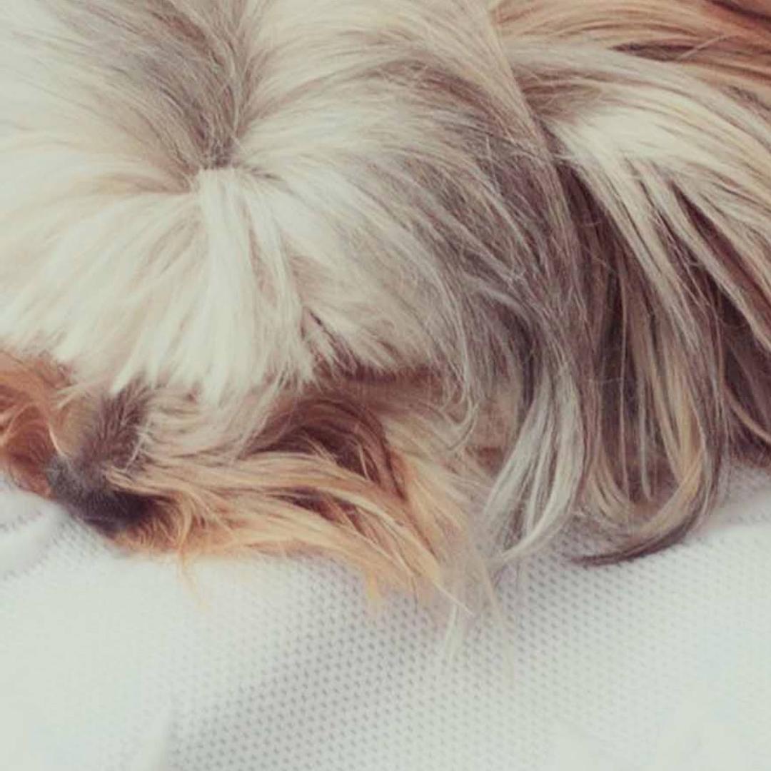 有有大魔王爱吃手手.