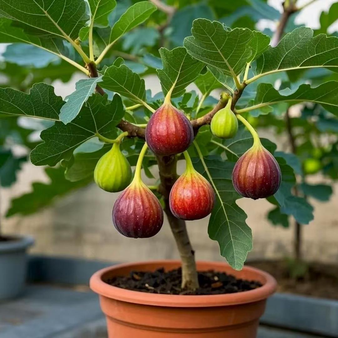 秀云果树苗木专营店