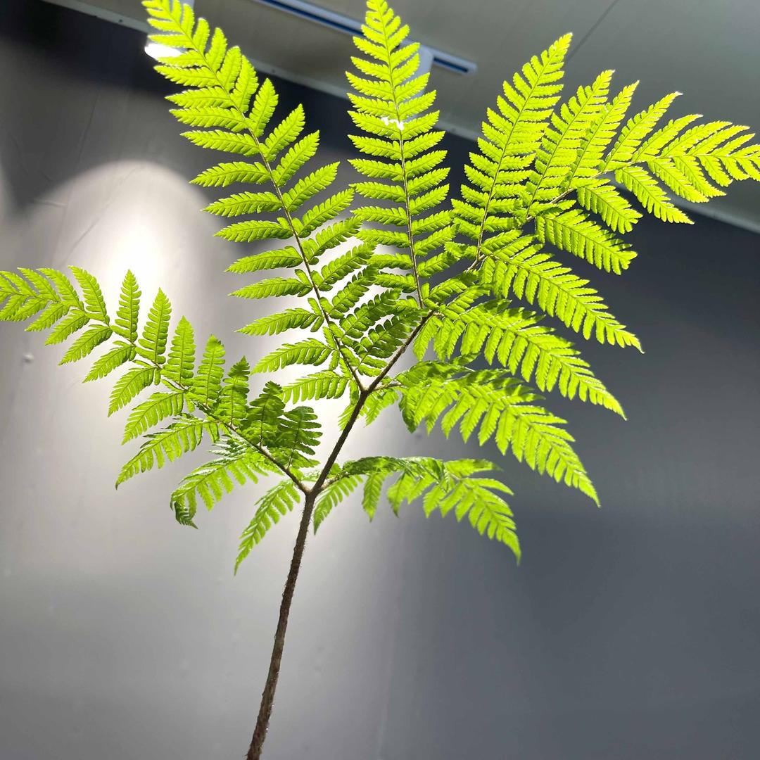 百花林园艺