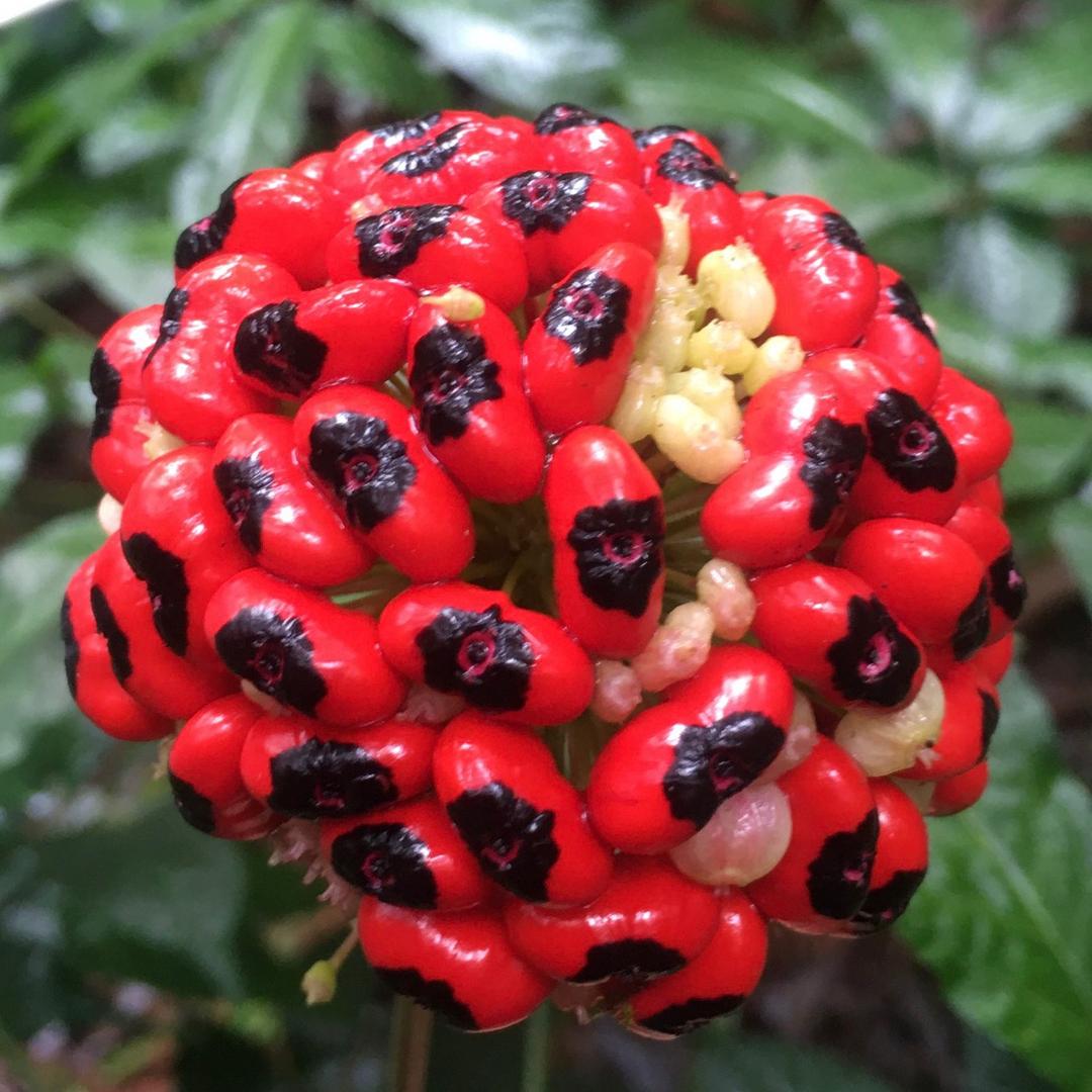 勇哥     黑三七大型种植基地