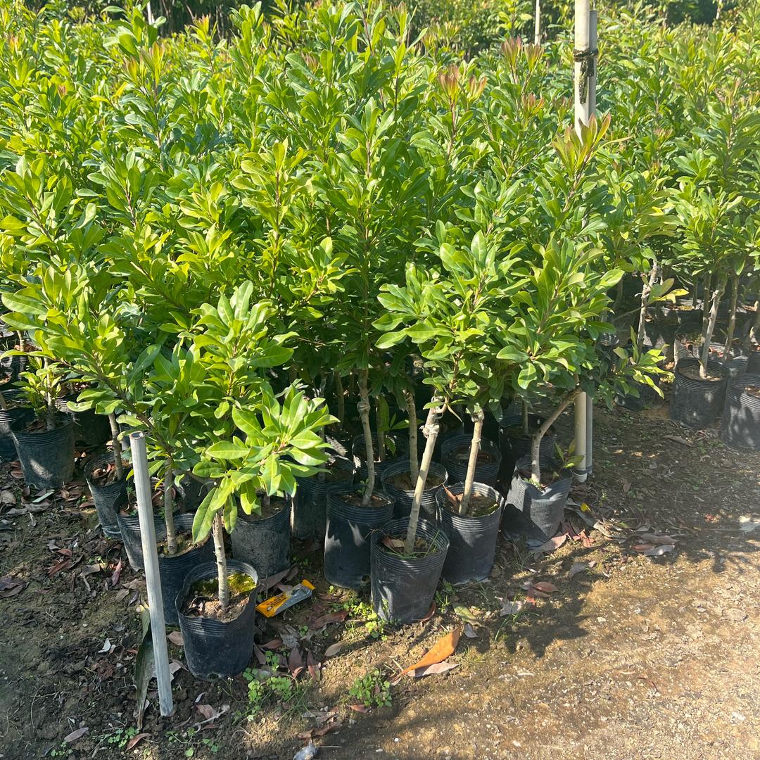 晨阳苗木基地