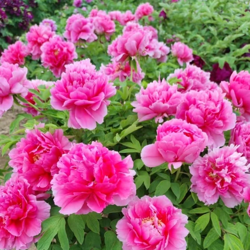 艺源牡丹花卉基地