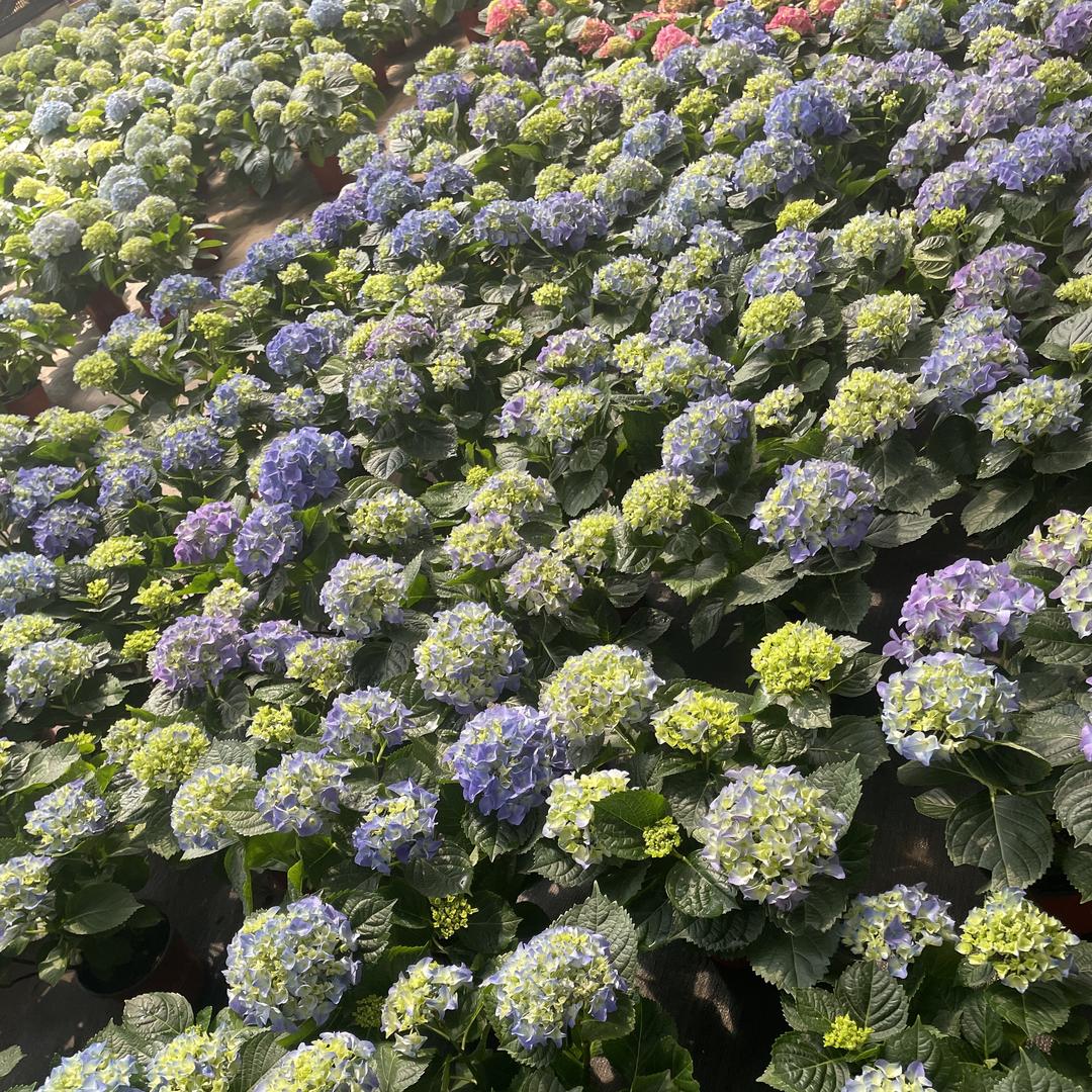 淘花宝园艺坊