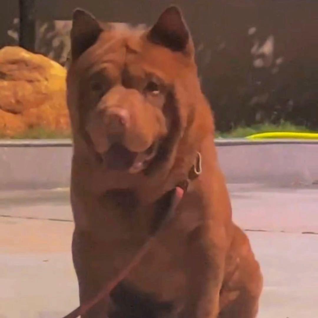 金刚诚犬业