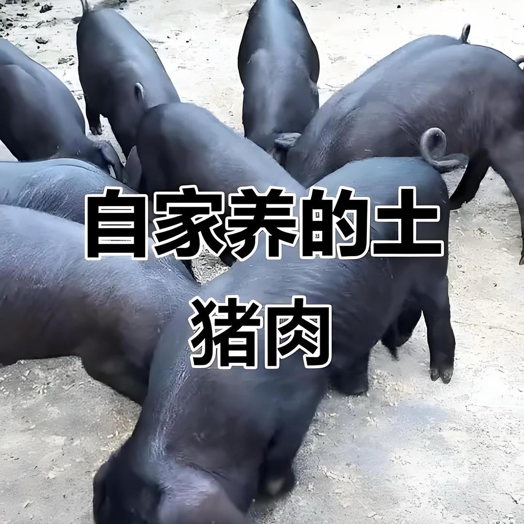 贵州阿布农村熟食黑毛猪