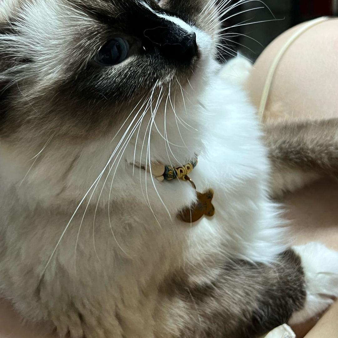 家有爱猫