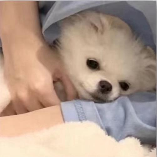 沈从文