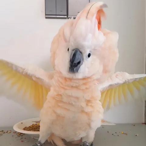 小爱宠物用品店