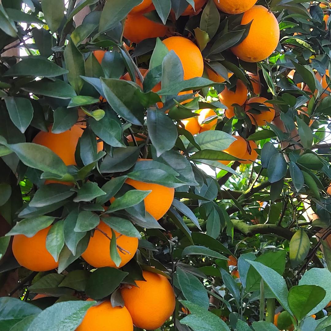 🍊橙心🎋橙意🌴