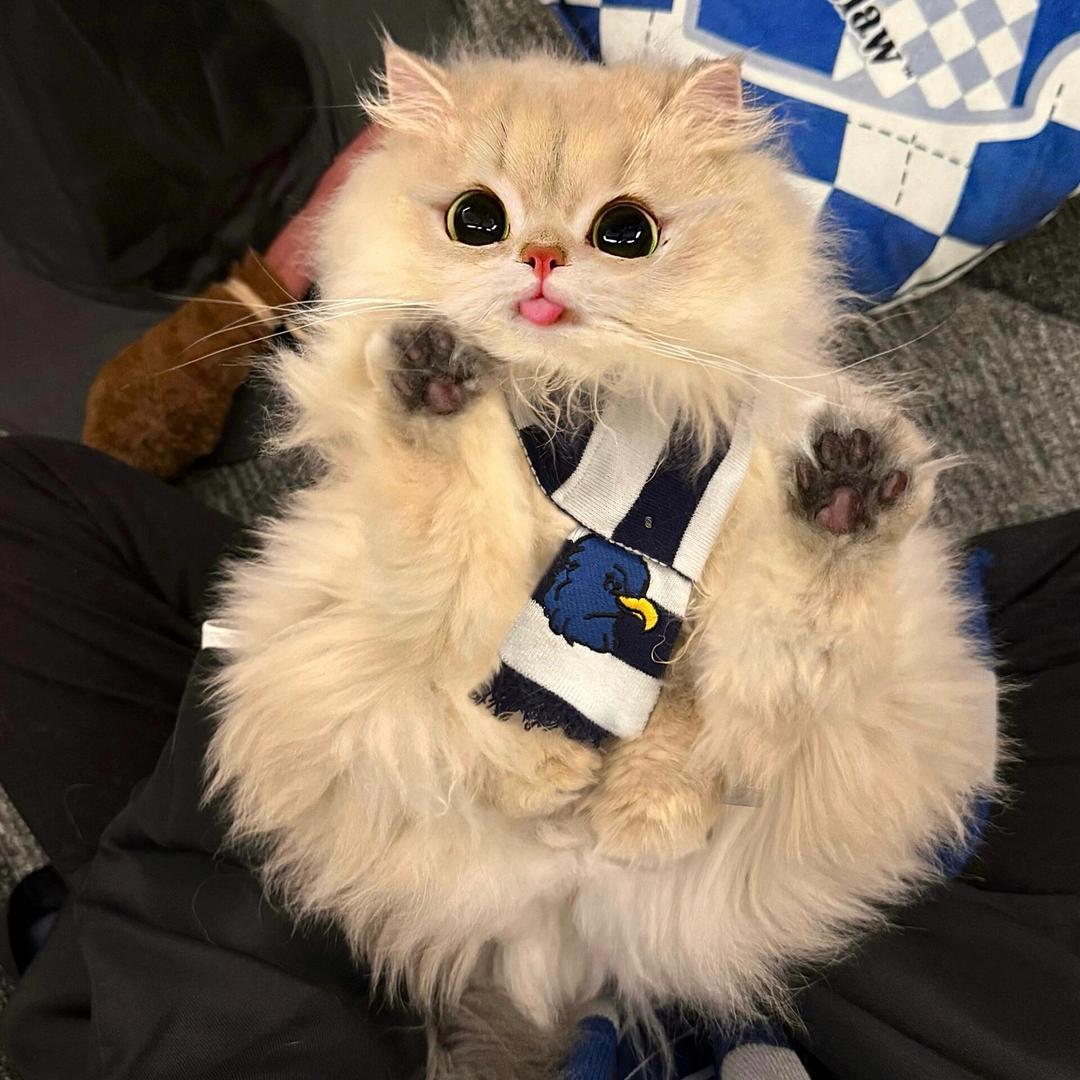 小猪咪.